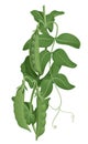 Three fresh green pea pods on a stem with leaves, vector illustration isolated Royalty Free Stock Photo