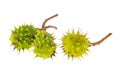 Three fresh green and spiny chestnuts on a white isolated background Royalty Free Stock Photo