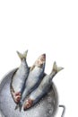 Three Fresh Herring fish in iron sieve isolated on white background