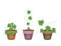 Three Fresh Ivy Gourd in Ceramic Flower Pots Royalty Free Stock Photo