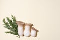 Three fresh king oyster mushrooms, rosemary sprigs on a yellow background in sunlight Royalty Free Stock Photo