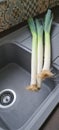 Three fresh leeks laying on kitchen draining board Royalty Free Stock Photo