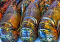 Three Fresh Lobsters Royalty Free Stock Photo