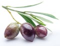 Three fresh olives with leaves. Royalty Free Stock Photo