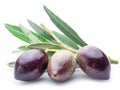 Three fresh olives with leaves. Royalty Free Stock Photo