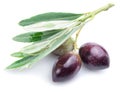 Three fresh olives with leaves . Royalty Free Stock Photo