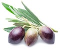 Three fresh olives with leaves on the white. Royalty Free Stock Photo