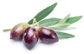 Three fresh olives with leaves. Royalty Free Stock Photo