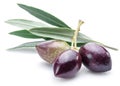 Three fresh olives with leaves. Royalty Free Stock Photo