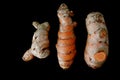 Three fresh organic Turmeric rhizome roots isolated on black ba