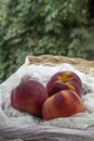 Three fresh peaches on the lacy shawl with green leaves Royalty Free Stock Photo