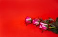 Three Fresh Pink Roses Over red Background Royalty Free Stock Photo