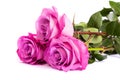 Three fresh pink roses over white background Royalty Free Stock Photo