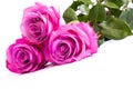 Three fresh pink roses over white background Royalty Free Stock Photo