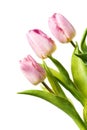 Three fresh pink tulips isolated on white background Royalty Free Stock Photo