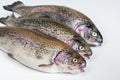 Three fresh raw rainbow trouts on white background