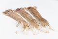 Spottail mantis shrimp Squilla mantis isolated on white background