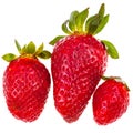 Three fresh red garden strawberries Royalty Free Stock Photo