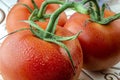 Three fresh red organic tomatoes taken off the vine.