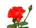 Red roses over white background. Royalty Free Stock Photo