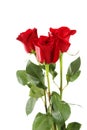 Three fresh red roses on white background, close up Royalty Free Stock Photo
