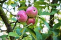 Three fresh red with small yellow-green spots apple on a stick with green leaves. Royalty Free Stock Photo