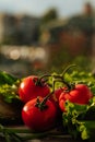 Three fresh red tomatoes branch table center Royalty Free Stock Photo