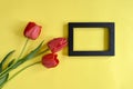 Three fresh red tulips and black wooden frame on yellow background. Top view. Close-up. Copy space. Royalty Free Stock Photo