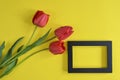 Three fresh red tulips and black wooden frame on yellow background. Top view. Close-up. Copy space. Royalty Free Stock Photo