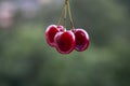 Three fresh ripe cherries on a blurred background. Royalty Free Stock Photo