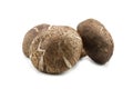 Three fresh shiitake mushroom Royalty Free Stock Photo