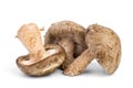 Three fresh shiitake mushrooms Royalty Free Stock Photo