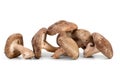 Three fresh shiitake mushrooms Royalty Free Stock Photo