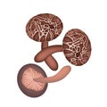 Three Fresh Shiitake Mushrooms on White Background