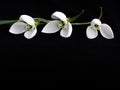 Three fresh snowdrop flowers on black background and copy space. Royalty Free Stock Photo