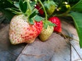 Three fresh strawberrys in the garden