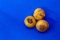 Three fresh turnips with earth are lying on a blue background Royalty Free Stock Photo