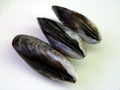 Three Fresh Wild Mussels Royalty Free Stock Photo