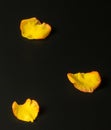 Three fresh yellow rose petals with a red edge are evenly scattered on a dark surface. Royalty Free Stock Photo