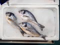 Three freshly frozen dorado fish lie in ice