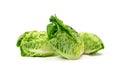 Three 3 freshly harvested little gem lettuce on a white background. Close up. Royalty Free Stock Photo