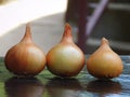 Three freshly picked onions from garden