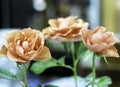 Three freshly picked peach color roses on display to brighten any interior environment Royalty Free Stock Photo
