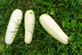 Three freshly picked white zucchini or marrow on the grass in the garden Royalty Free Stock Photo
