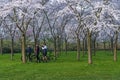 Three friends cycling across a Japanese Sakura Japanese cherry blossom park