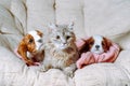 Three friends relax on sofa indoor. Siberian cat and two little Cavalier King Charles Spaniels lying on pink blanket. Royalty Free Stock Photo