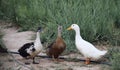 Three friends three different ducks