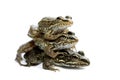 Three frogs