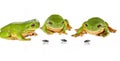 Three frogs and flies Royalty Free Stock Photo