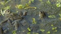 Three frogs in a pond between the frogspawn